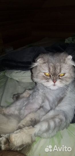 Кошка в дар