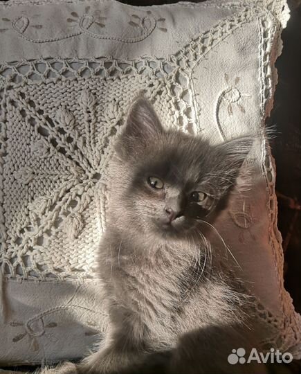 В добрые руки Пушистик- девочка