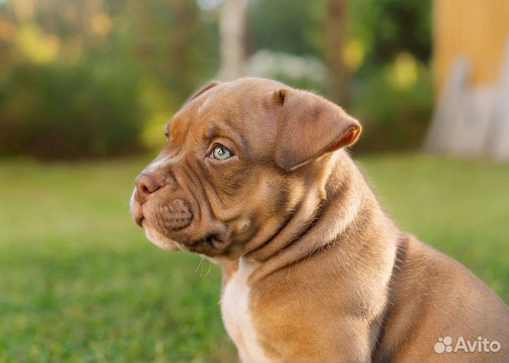 Американский Булли