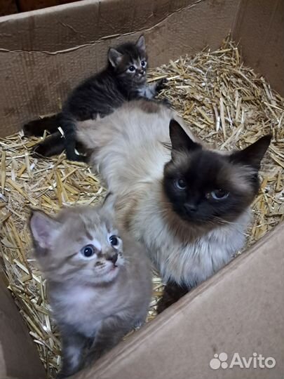 Отдам котят