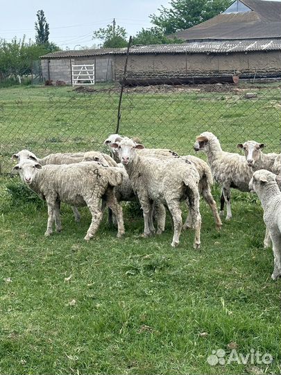 Овцы бараны ягнята