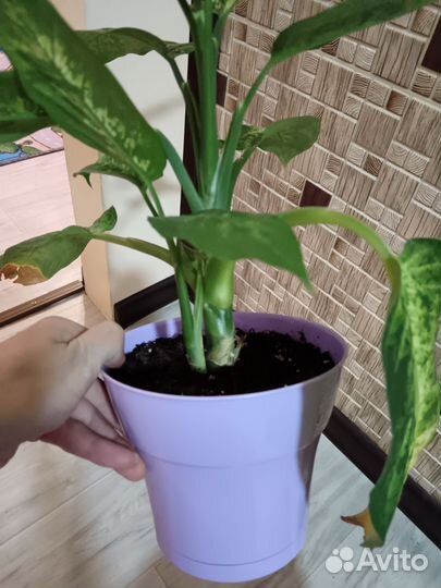 Диффенбахия