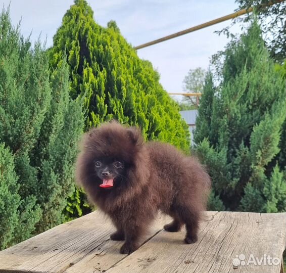 Померанский шпиц мини