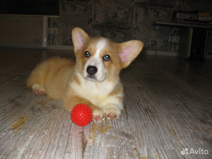 Вельш корги пемброк