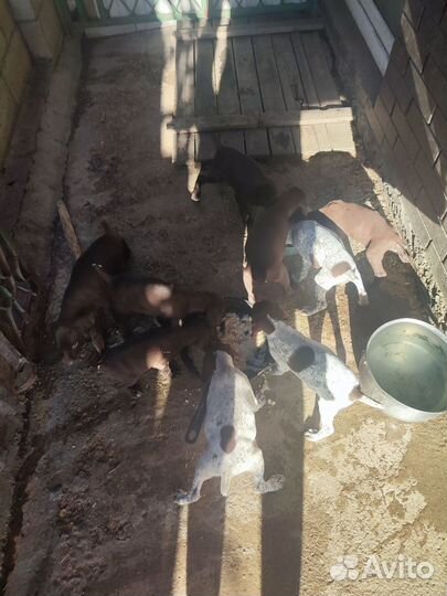 Щенки курцхаара