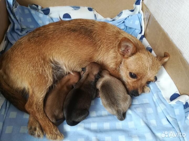 Щенки чихуахуа девочки