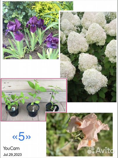 Многолетники