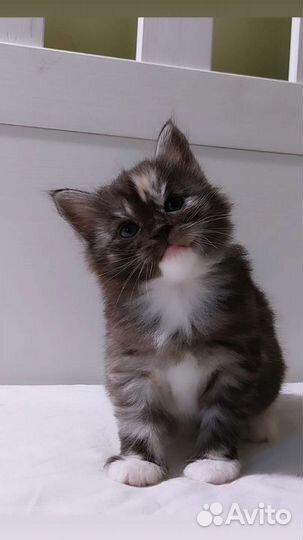 Необычная красавица. Курильский бобтейл