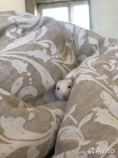 Передержка животных