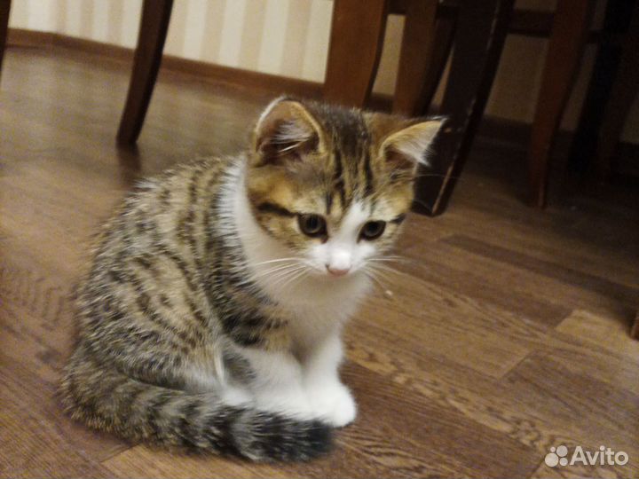 Котята