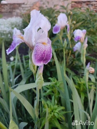 Многолетние цветы