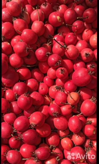 Боярышник плоды