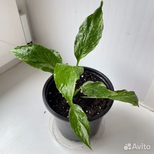 Спатифиллум домино пестролистный