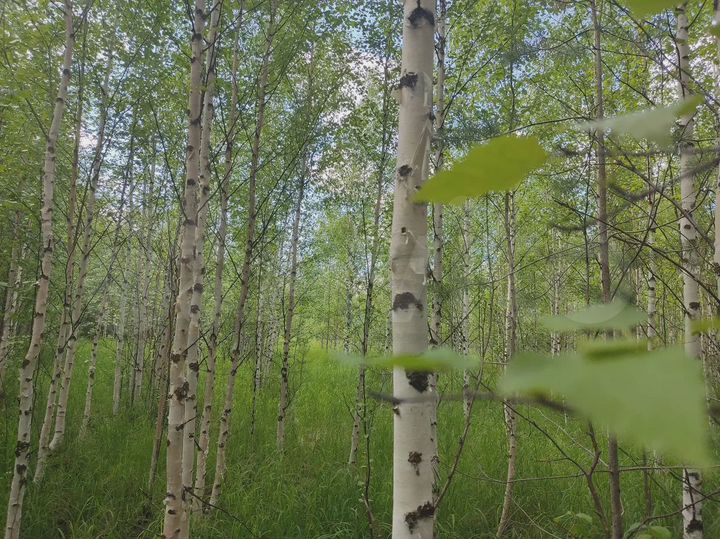 Участок 5 сот. (ИЖС)