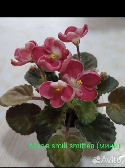 Фиалка мини