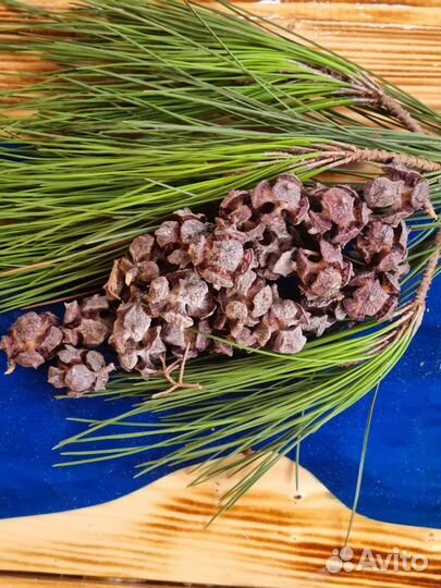 Шишки кипариса, цена за набор 40 шт