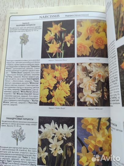 Книга о выращивании луковичных Хессайона