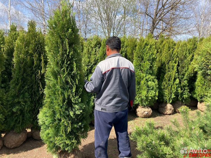 Саженцы Туя Смарагд с гарантией