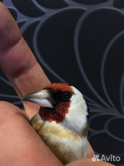 Щеглы Чижики Реплы