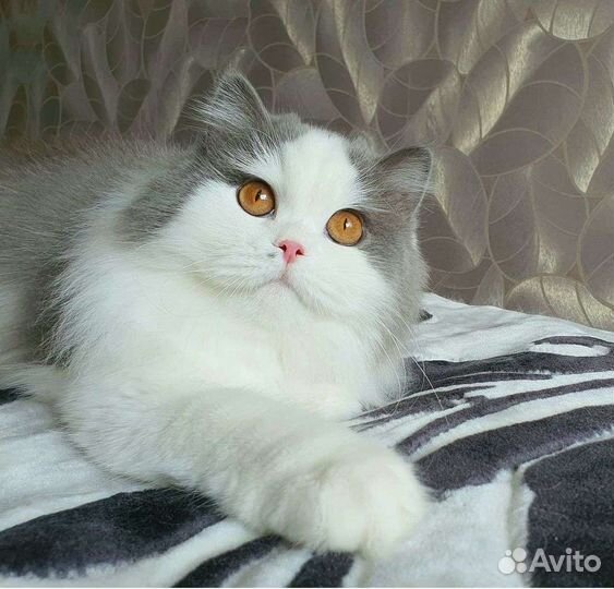 Британская молодая кошечка