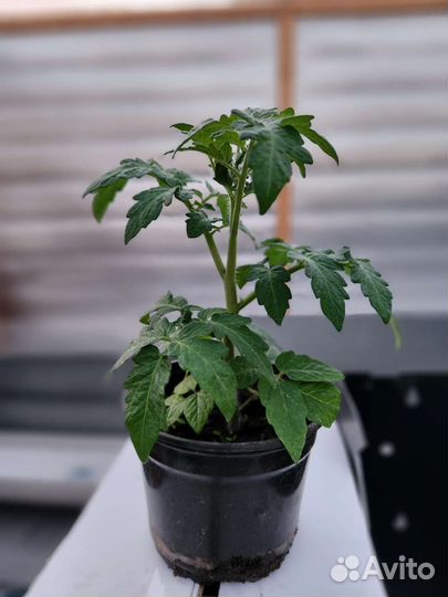 Рассада помидор черри желтые красные