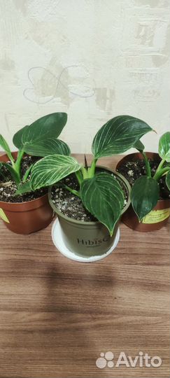 Филодендрон Биркина