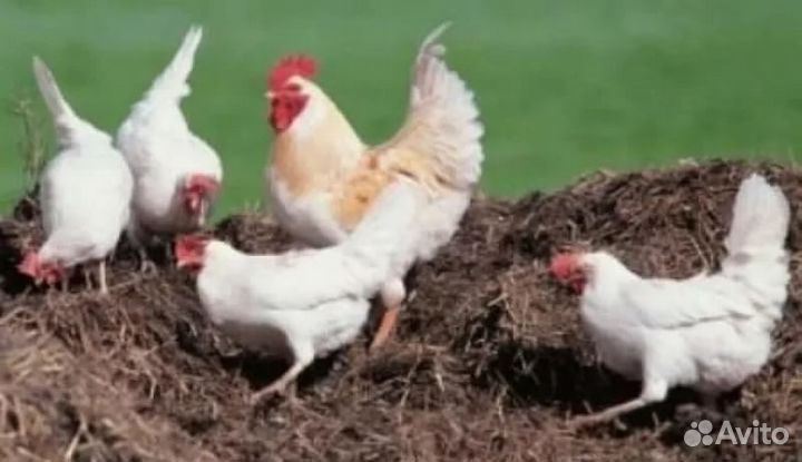 Куриный помёт (навоз) маш. камаз-10куб