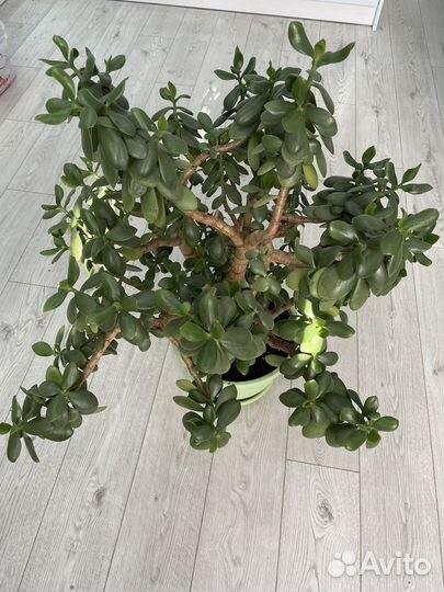 Толстянка, денежное дерево