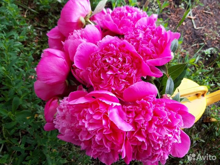 Пионы на осень