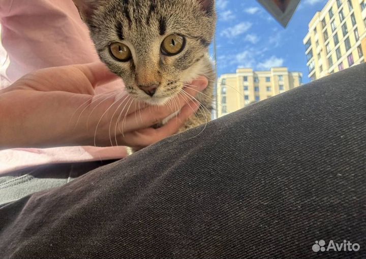 Отдам котенка в добрые руки