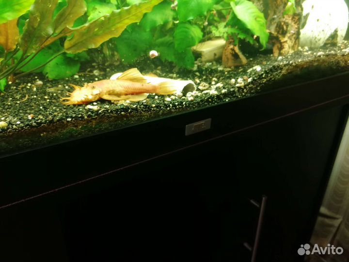 Большие сомы анциструс супер ред