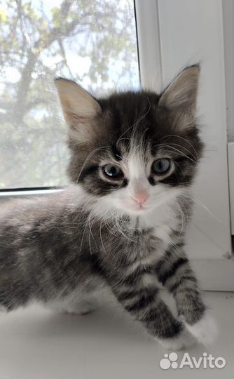Котята