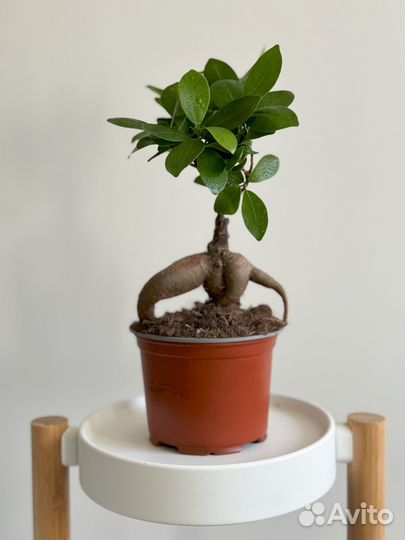 Фикус Микрокарпа Гинсенг Ficus Microcarpa Ginseng