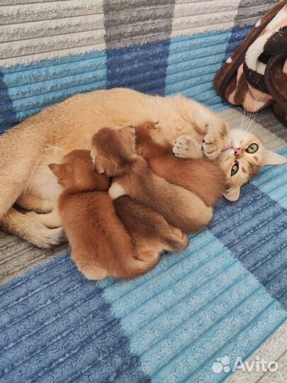 Котята золотая шиншилла