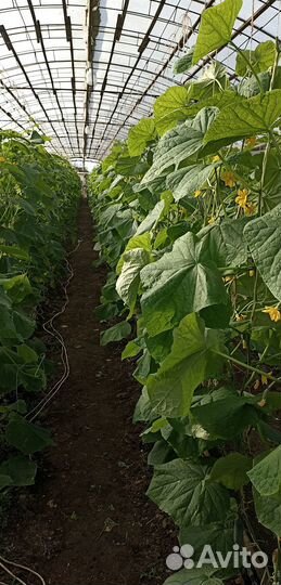 Пиролизный котёл для теплиц на 500 кв.м