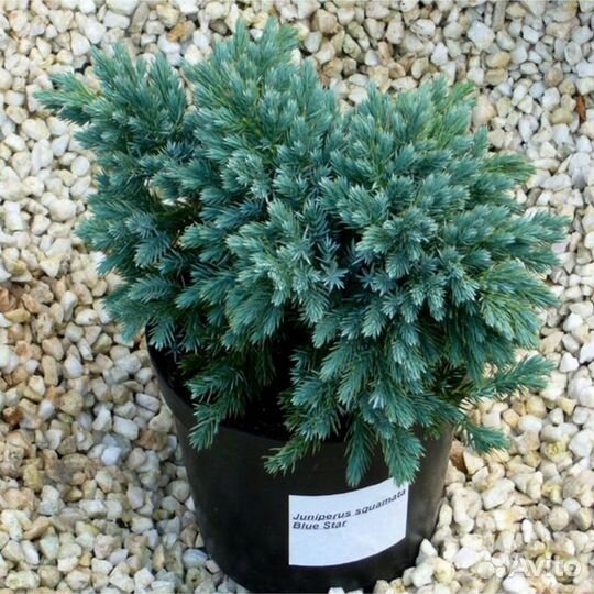 Саженцы Можжевельник