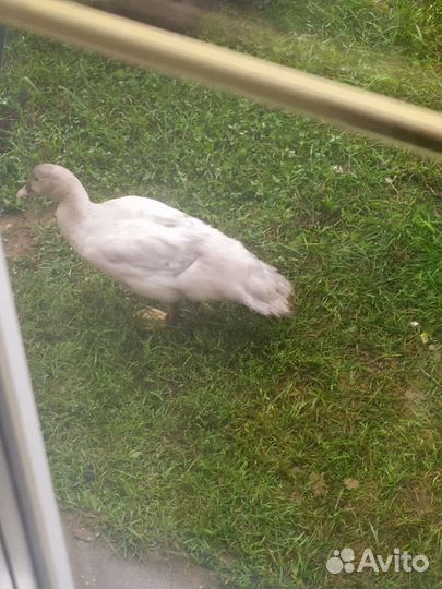 Индоутка мускусная утка