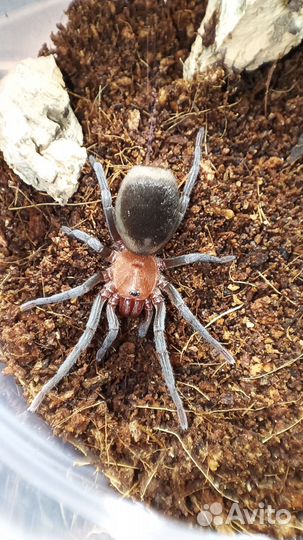 Паук птицеед