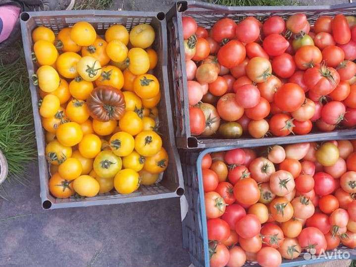 Помидоры