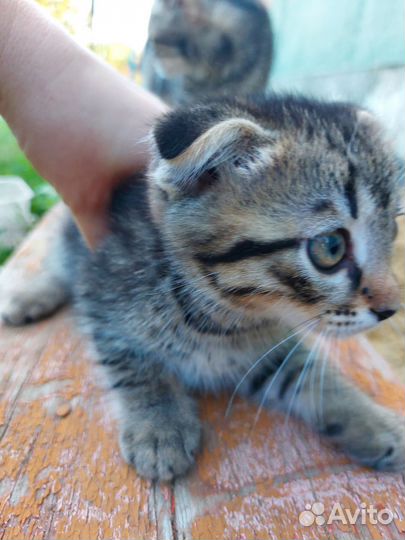 Котенок вислоухий