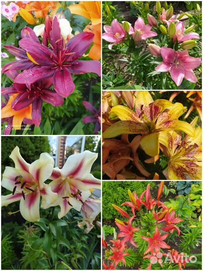 Многолетние садовые растения