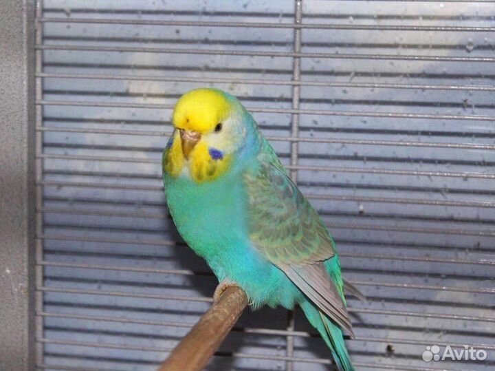 Волнистый попугай, получех, ввп чех