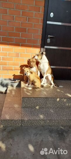 Продаю. Щенка Амбуль девочка. 4месяца