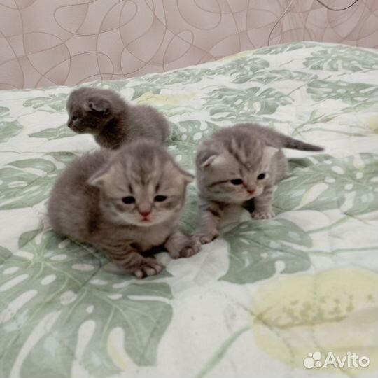 Шотландские вислоухие котята