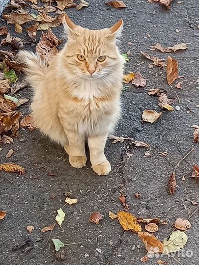 Рыжий молодой котик в добрые руки