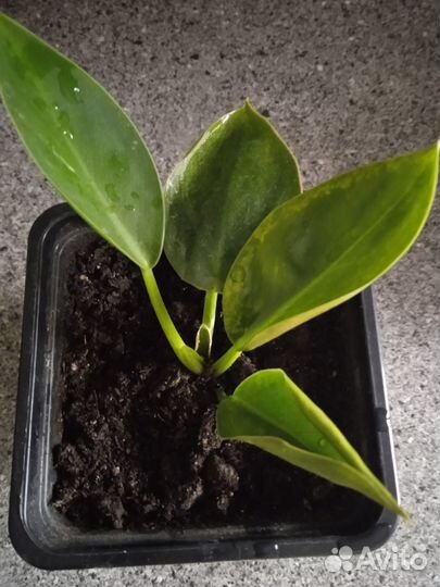 Филодендрон