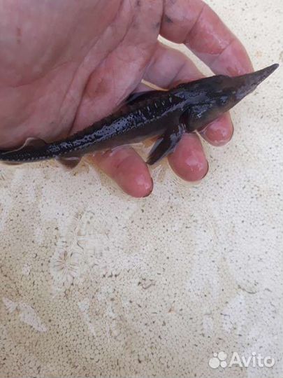 Малек для прудов и узв