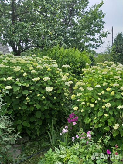 Гортензия древовидная