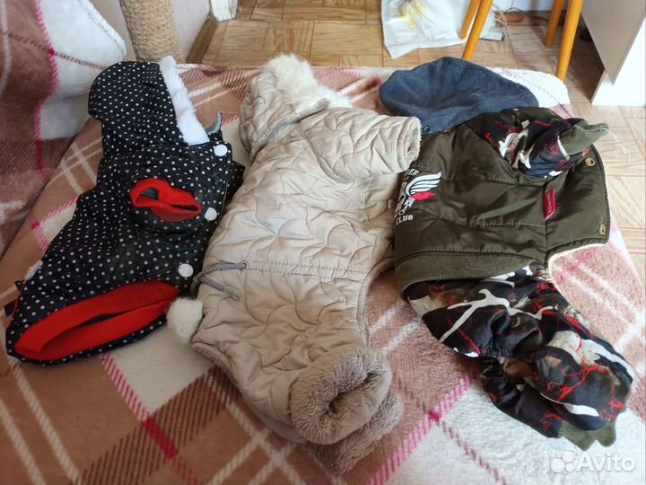 Одежда и обувь для собак мелких пород