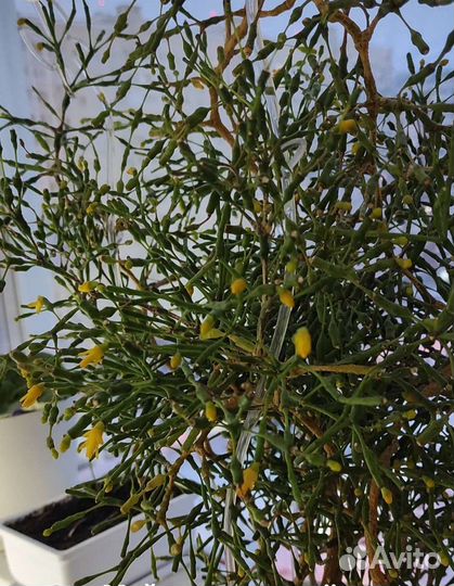 Хатиора, суккуленты